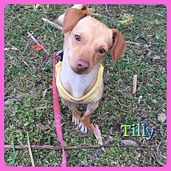Thumbnail photo of Tilly #2