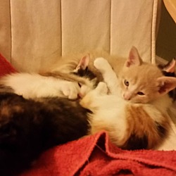 Thumbnail photo of Daisy's 4 kittens #4