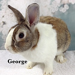 Thumbnail photo of George #4