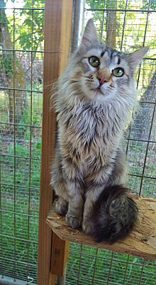 Minot Nd Maine Coon Meet Maui A Pet For Adoption