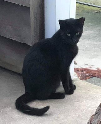 Virginia Beach Va Domestic Shorthair Meet Serenity Barn A