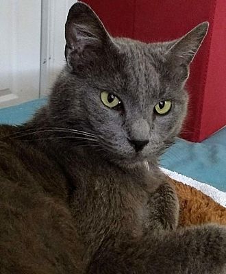 Berkeley Ca Russian Blue Meet Nala A Pet For Adoption