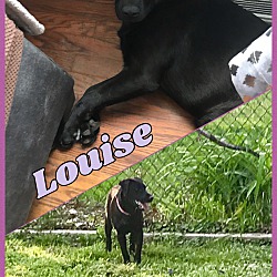 Thumbnail photo of Louise #1