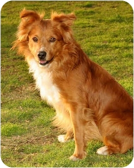 orange collie