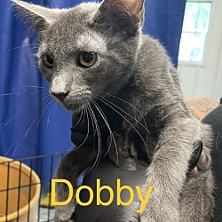 Photo of Dobby