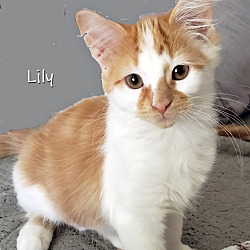 Thumbnail photo of Lily 2024 #2