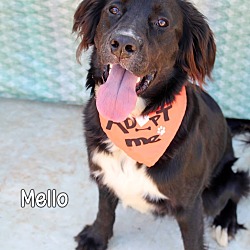 Thumbnail photo of Mello #1