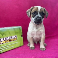 Thumbnail photo of Skechers Pup - Jogger - Adopted! #3