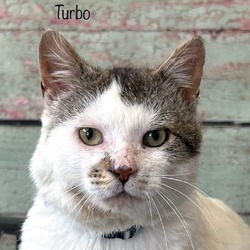 Thumbnail photo of Turbo #2