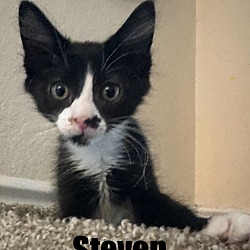 Photo of Steven