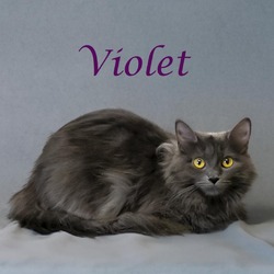 Photo of Violet C24-183