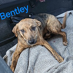 Thumbnail photo of Bentley #4