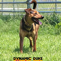 Thumbnail photo of Duke #4