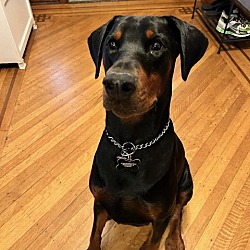 Thumbnail photo of Kato Doberman NJ #1