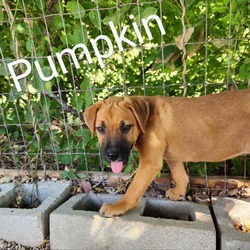 Thumbnail photo of Pumpkin AM #1