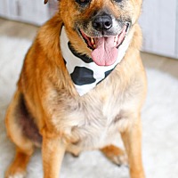adopt a pet