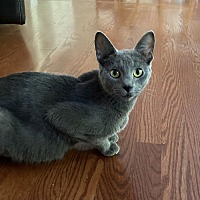 adopt a pet
