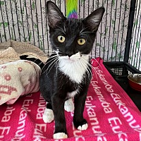 adopt a pet