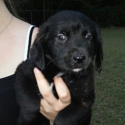 Thumbnail photo of Zoey (adoption pending) #4