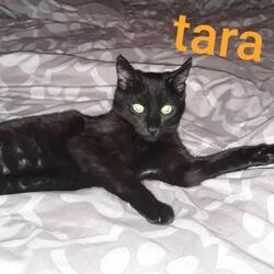 Thumbnail photo of Tara #3