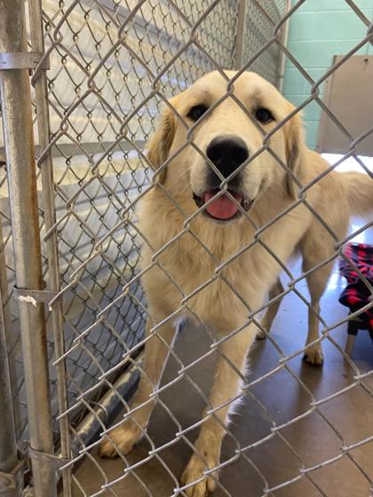 Alvarado, TX - Great Pyrenees. Meet 54937567 a Pet for Adoption ...