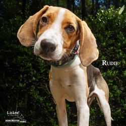 Thumbnail photo of Rudie #1