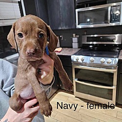Thumbnail photo of Navy #3