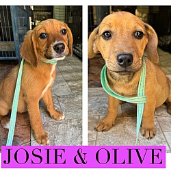 Photo of Olive and Josie