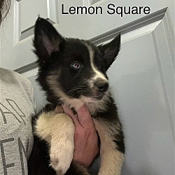 Thumbnail photo of Lemon Square #2
