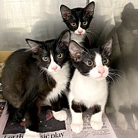 adopt a pet