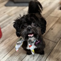 adopt-pet