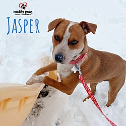 Thumbnail photo of Jasper #4