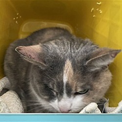 Photo of Trixie: Not at the shelter
