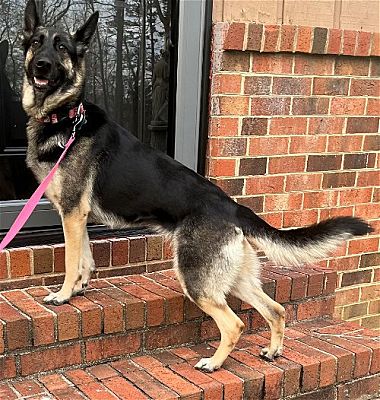 richmond, VA - German Shepherd Dog. Meet SASHA a Pet for Adoption ...