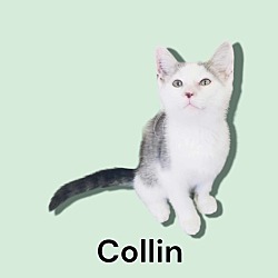 Thumbnail photo of Collin #2