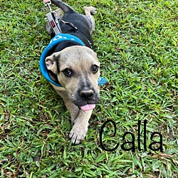 Thumbnail photo of Calla #1