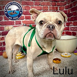 Thumbnail photo of Lulu #4