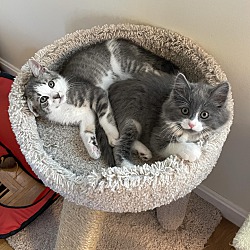 bonded pet photo