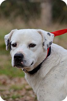 american bulldog great pyrenees mix