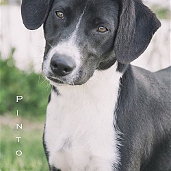 Thumbnail photo of Pinto #1