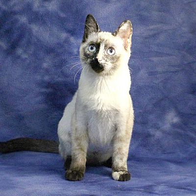 Overland Park, KS - Siamese. Meet Maisie a Pet for Adoption - AdoptaPet.com