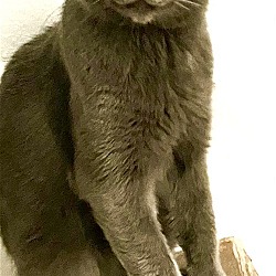 Photo of Peanut