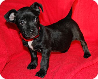 55+ Boston Terrier Dachshund Mix Puppies