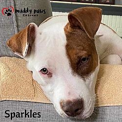 Photo of Sparkles (Survivors Litter)