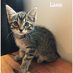 Photo of Lanie