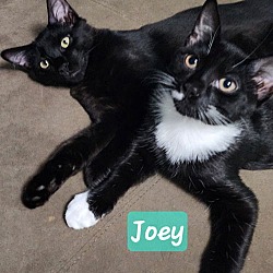 Thumbnail photo of Joey #2