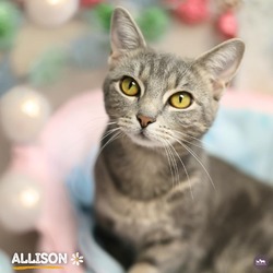 Thumbnail photo of Allison #1