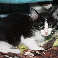 adopt a pet
