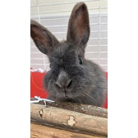 adopt-pet