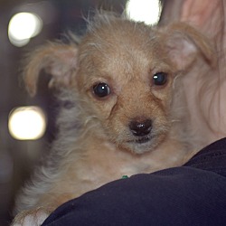 Thumbnail photo of Marigold - Dahlia Pup #3